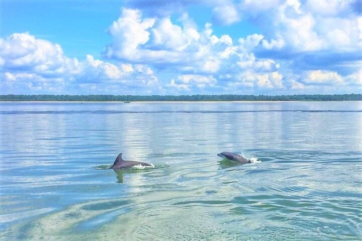 Hilton Head Morning Dolphins & Donuts Cruise - Photo 1 of 8
